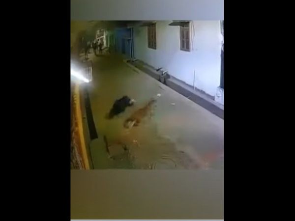 Leopard Video Leopard Attack on Photo journalist In Lucknow Watch Shocking Video