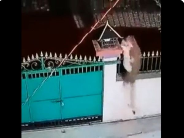 Leopard Viral Video Leopard Attack on Dog Shocking Viral Video