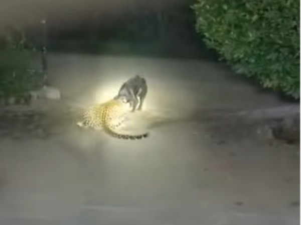  Animal Fight Video Leopard Attack on Black Dog Shocking Viral Video