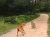  Leopard Attack Dog Then What Happened Watch Shocking Viral Video