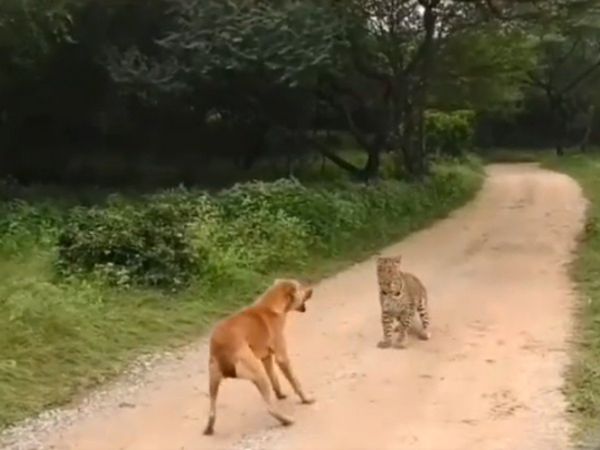  Leopard Attack Dog Then What Happened Watch Shocking Viral Video