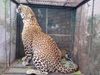 Leopard caught in Chamolivan