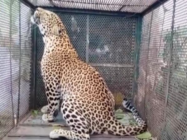 Leopard caught in Chamolivan