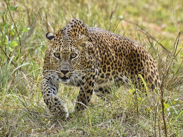 Leopard Rescue Operation