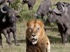 Buffalo cost more than lion in pakistan Know About Truth