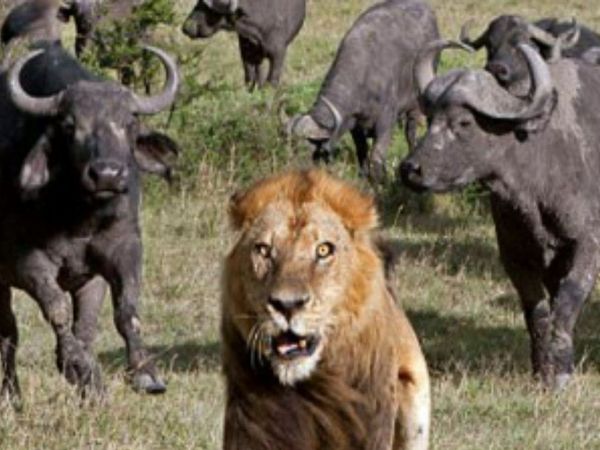 Buffalo cost more than lion in pakistan Know About Truth