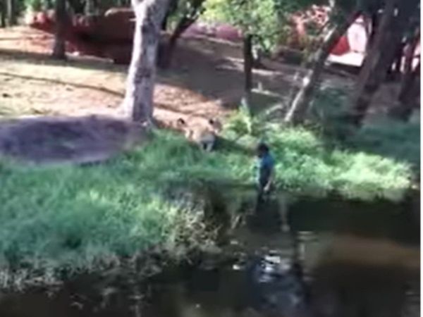 Lion Video Man Stand In Front Of Lion Then What Happened Watch Shocking Viral Video