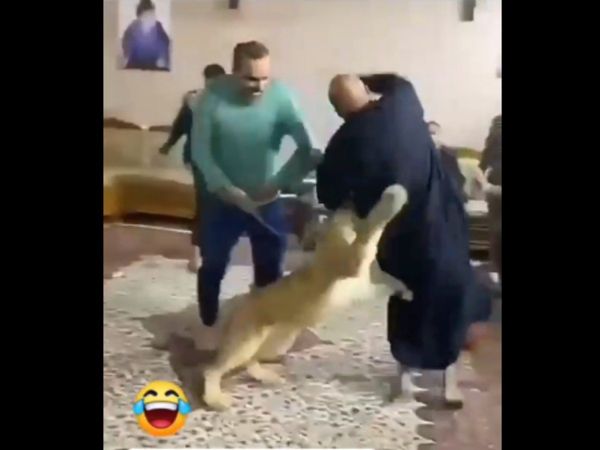 Lion attack on Man Then What Happened Watch Viral Video