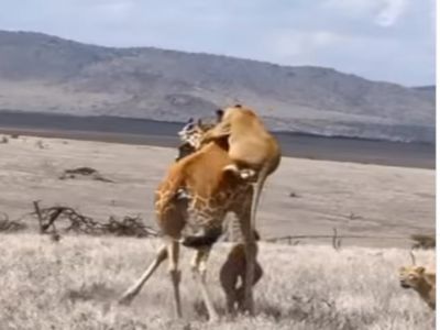 Animal Fight Video Lions Attack on giraffe Watch Shocking Viral Video,  Viral: जिराफ का शिकार करने के लिए शेरों ने बिछाया ऐसा 'जाल', वीडियो में  देखें चौंकाने वाला अंजाम