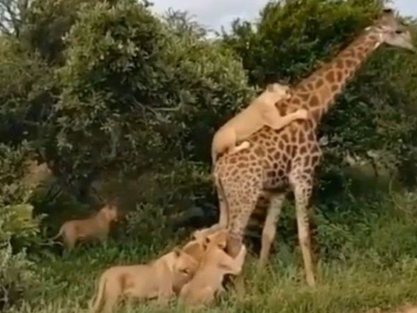 Six Lion Attack on Giraffe then what happened know about truth