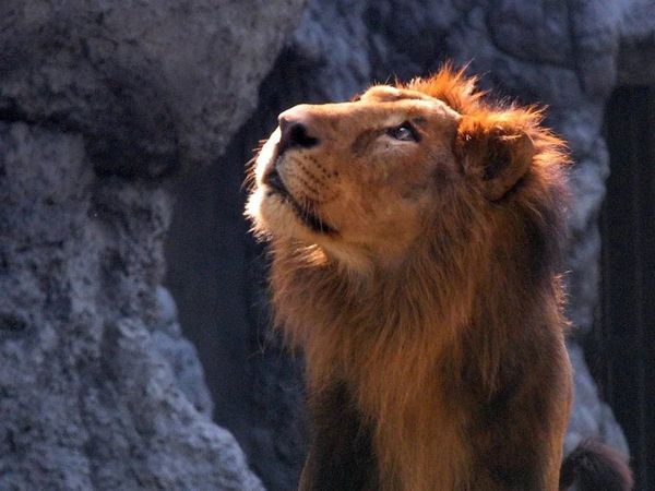 Dog fight with lions