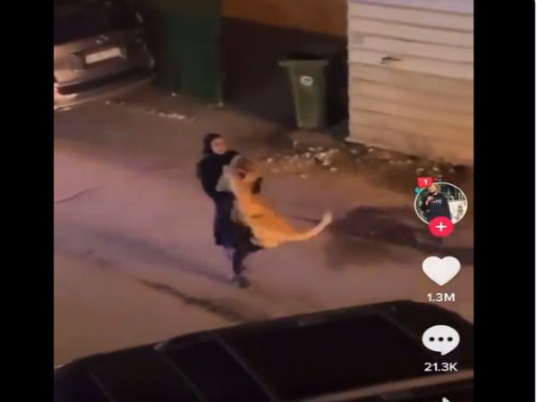 Girl Carrying lion in arms Shocking Viral Video in Hindi