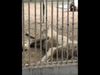 lion in awful shape at Karachi zoo Video goes viral zoo director Says no shortage of food