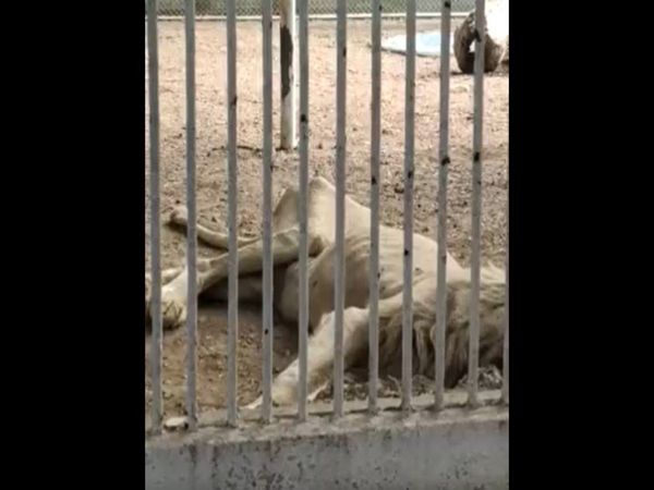 lion in awful shape at Karachi zoo Video goes viral zoo director Says no shortage of food