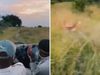 Lion ambushes his prey right in front of safari tourists