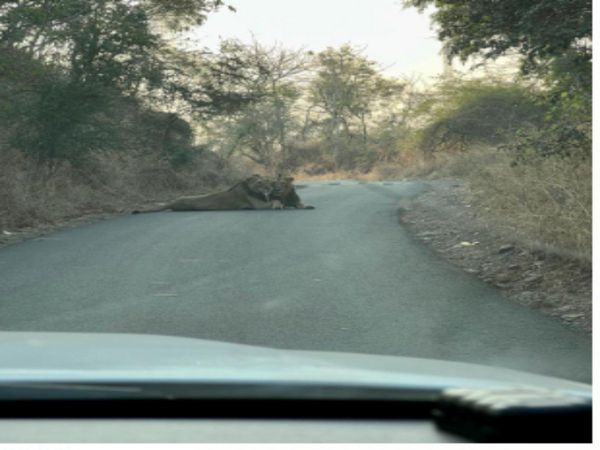 Lion Video Two Lions Sitting on road in Gujarat Watch Viral Video