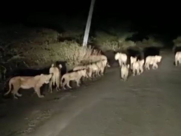 17 Lions Roaming on Road at Amreli in Gujarat Watch Shocking Video