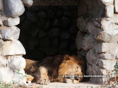 Coronavirus spreading in animals too! Lion death due to covid-19, advisory issued to all states Coronavirus spreading in animals too! Lion death due to covid-19, advisory issued to all states