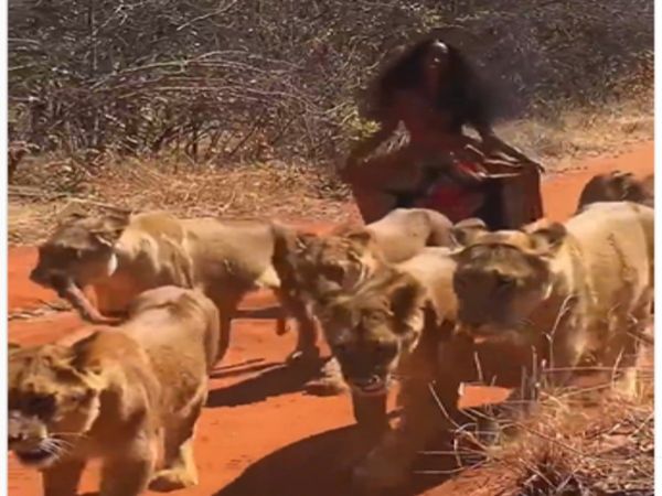 Lion Video Girl Enjoy With Six Lions Shocking Viral Video