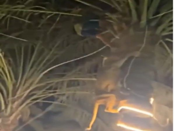 Viral Video Lioness Attack on Man in Party Then What Happened Watch Shocking Video