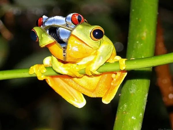 Living Robots created