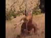 Giant lizard Eating Deer Shocking Video Goes Viral Know About Truth