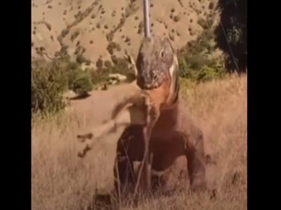 Giant lizard Eating Deer Shocking Video Goes Viral Know About Truth Giant lizard Eating Deer Shocking Video Goes Viral Know About Truth