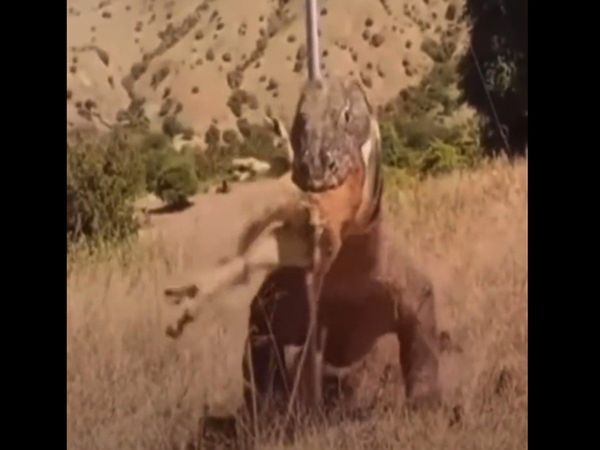 Giant lizard Eating Deer Shocking Video Goes Viral Know About Truth