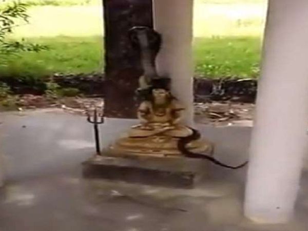 Watch viral video of snake around Lord Shiva statue