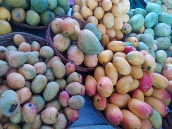 Lucknow Mangoes