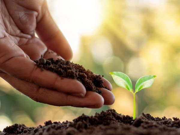 Lucknow Plantation News