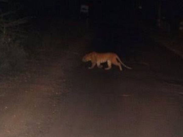 Moradabad Leopard Attacked
