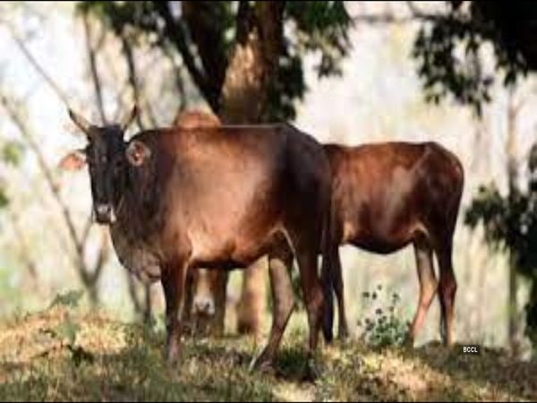 What is the Lumpy virus which is wreaking havoc in Rajasthan so far more than 45 thousand cows have died