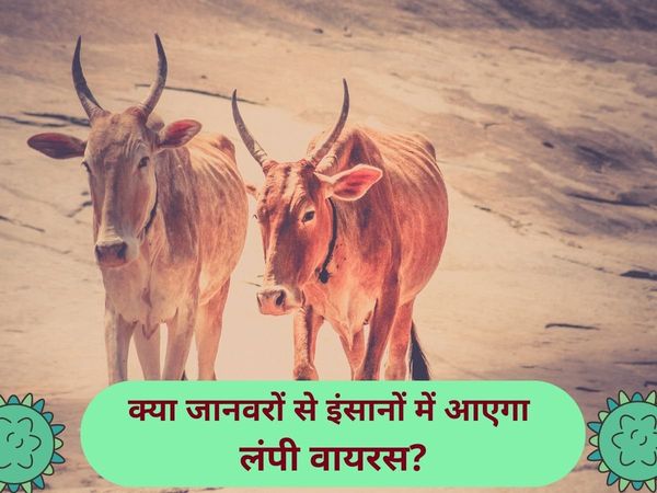 Lumpy Virus In Rajasthan