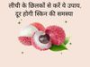 Litchi benefits