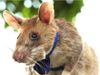 Magawa rat that sniffed out landmines in Cambodia retired after five years of work