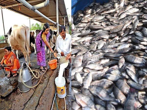 35 lakh people will get employment from AHIDF Fisheries, animal husbandry, dairy, farmers will get 90% Loan, guidelines issued