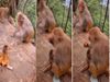  Baby monkey Video gone viral on Social Media