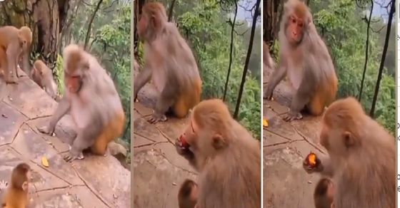 Viral Video: The little monkey playing was pushed badly, after that you will be emotional to see what the mother did.  Baby monkey Video gone viral on Social Media