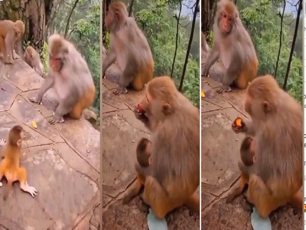   Baby monkey Video gone viral on Social Media