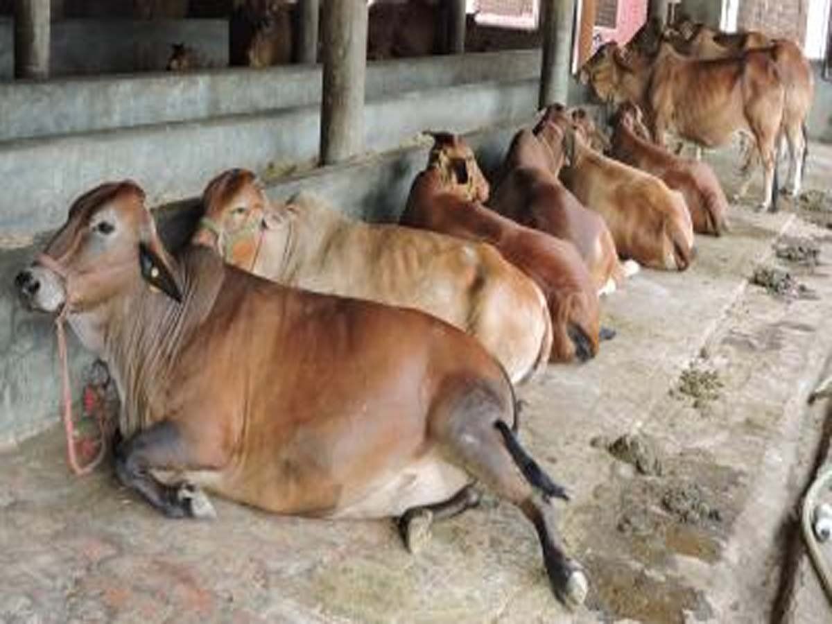 MP Cattle Owners: सड़क पर गाय छोड़ी तो अब होगा एक्शन, कमिश्नर ने पशुपालकों को कड़े शब्दों में दिए निर्देश