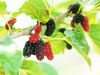 Health benefits of mulberry leaves