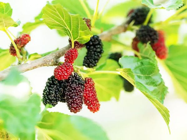 Health benefits of mulberry leaves
