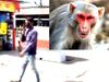 Lucknow railway station monkey 