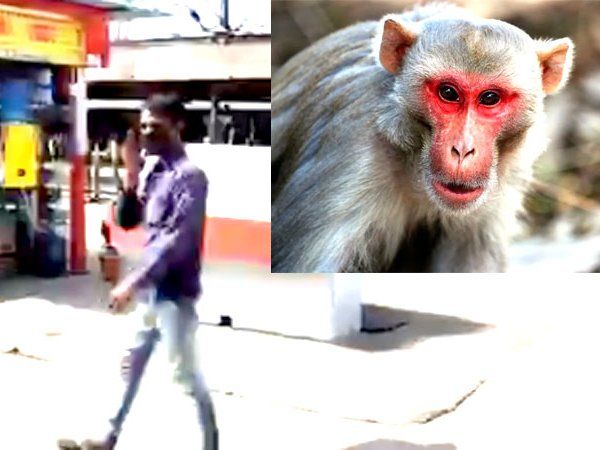 Lucknow railway station monkey 
