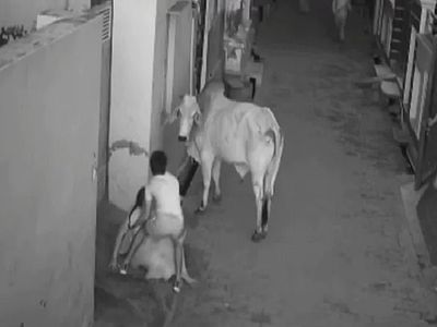 Mad bull attack viral video Mad bull attack viral video