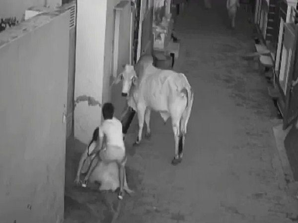 Mad bull attack viral video