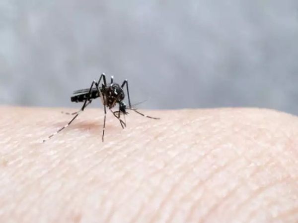 Malaria Home Remedies Malaria ke Gharelu Upay prvention tips in hindi 