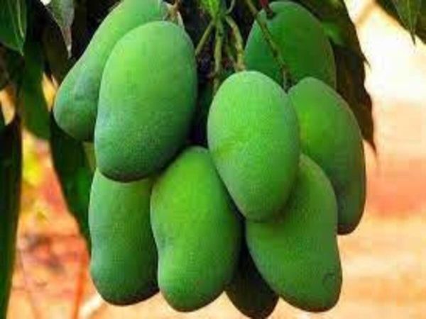 Raw Mango Benefits In Summer