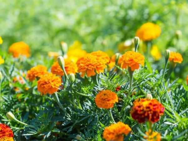 औषधिय गुणों से भरा होता है गेंदे का फूल